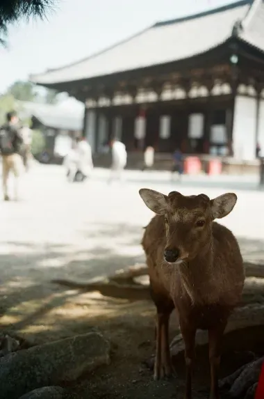 Cerfs à Nara