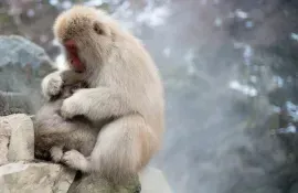 Famous Snow Monkeys to meet in Nagano area
