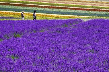 One of the famous colourful flower fields in Furano, Hokkaido.