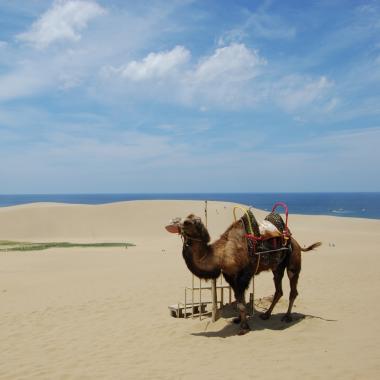 Camel at the sand dunes in Tottori, Japan