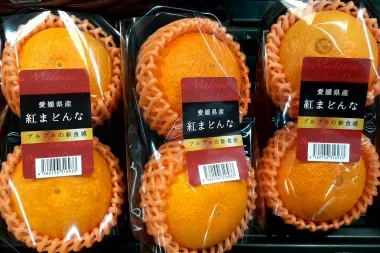 Ehime Mikan Oranges