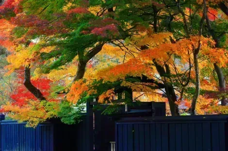 Cadono le foglie nel distretto dei samurai di Kakunodate