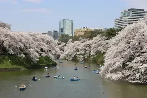 Fiore di ciliegio (sakura) a Tokyo