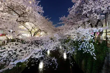 Fiore di ciliegio "Sakura" a Meguro, Tokyo