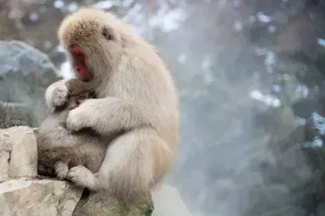 Famose scimmie delle nevi da incontrare nella zona di Nagano