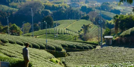 Les champs de thé d'Uji