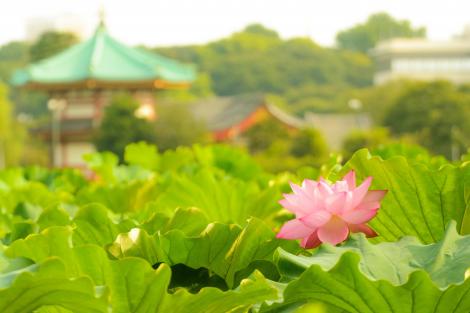 Lotus au Lac Shinobazu, Ueno, Tokyo