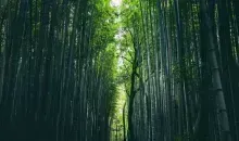 Bosque de bambú en Arashiyama, Tokio