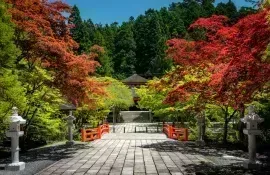 La natura è ovunque sulla montagna sacra di Koyasan in Giappone