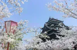 Il castello feudale di Matsue, all'epoca della fioritura dei ciliegi (sakura)