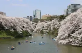 Kirschblüte (Sakura) in Tokio