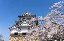 Schloss Hikone aus dem Jahr 1622, ein beliebter Ort für seine Kirschblüten