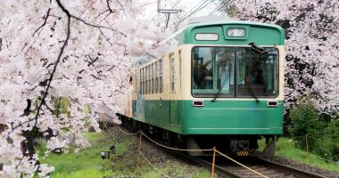 Imagine that you are taking the train with full blooming cherry blossoms.